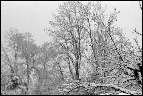 Arbres1