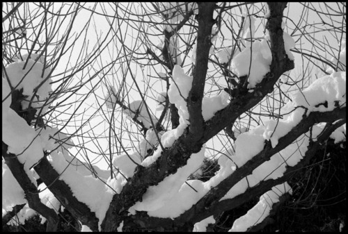 Arbres2
