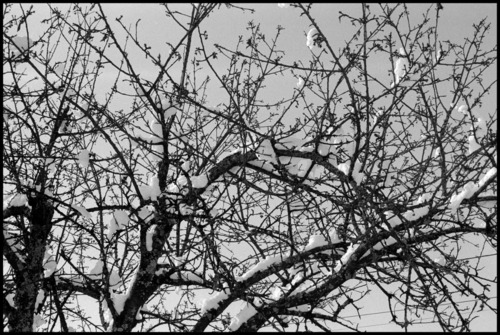 Arbres3